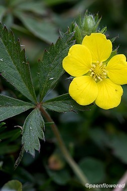 Flower and Leaves